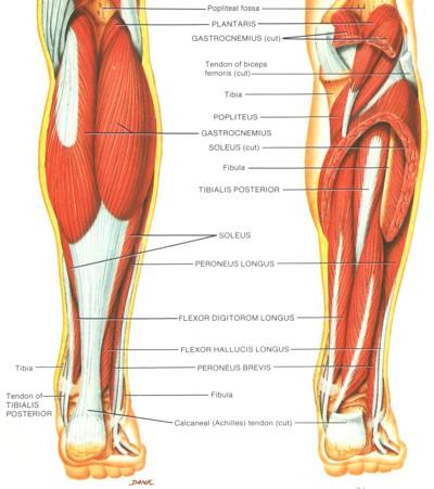 Posterior Calf